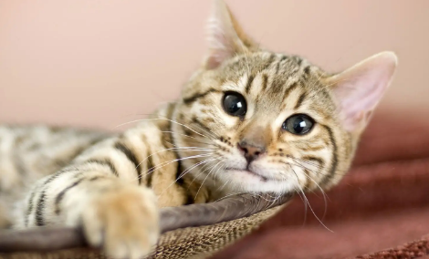 什么叫做吊颈猫 什么叫做吊颈猫