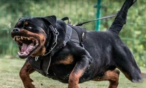 防暴犬是什么意思