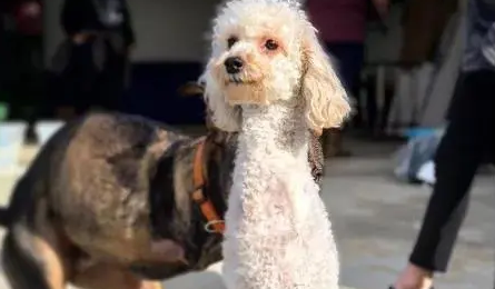 一只残疾的狗狗遭主人抛弃，孕妇领养后，改变太多了