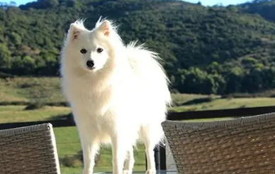 日本尖嘴犬长得像土狗怎么回事