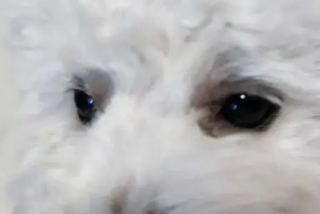 双眼皮的狗狗图片