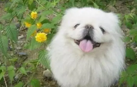 北京犬的性格特点