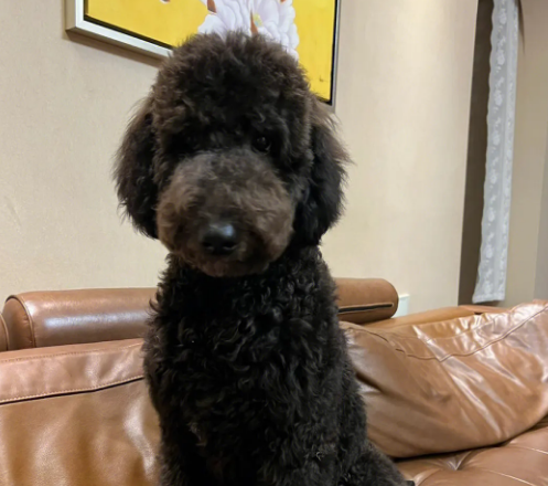 黑色巨贵犬多少钱一只