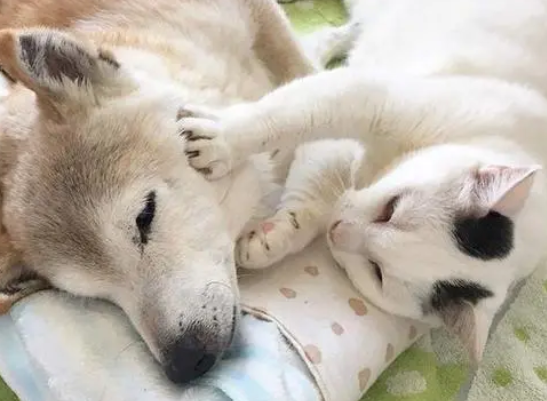 这只猫咪偶遇柴犬过后,就开始怀疑猫生,问题居然出在长相上! 这只猫咪偶遇柴犬过后,就开始怀疑猫生,问题居然出在长相上!
