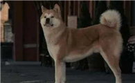 忠犬小八的故事原型更惨