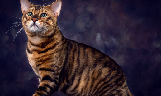 虎纹猫多少钱一只?