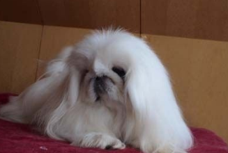 鹰叭犬繁殖基地