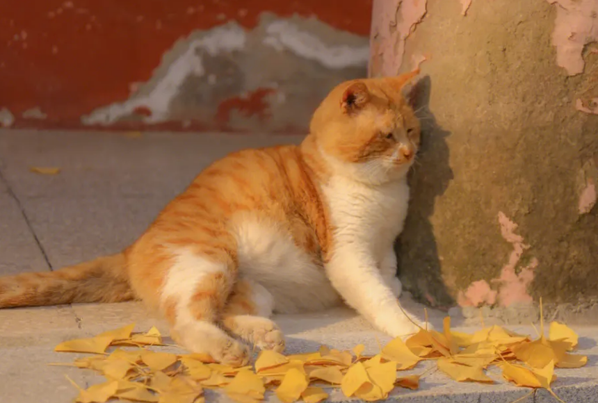 橘猫和咖啡猫的区别