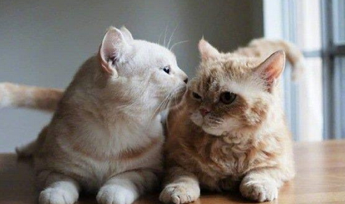 猫兄妹不小心生了小猫怎么力 猫兄妹不小心生了小猫怎么力