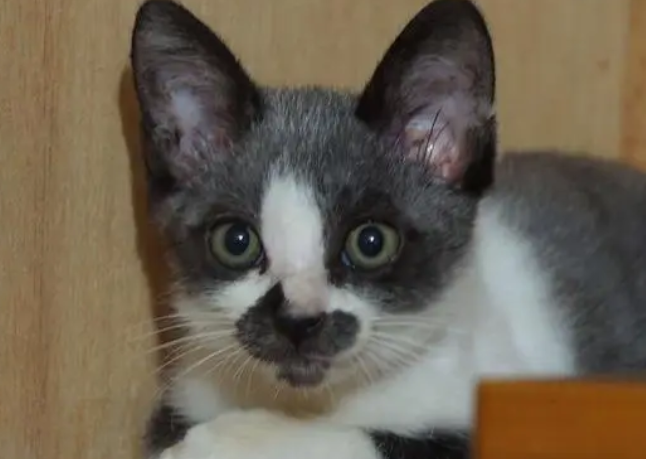 勾八猫是什么猫 勾八猫是什么猫