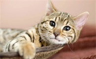 什么叫做吊颈猫