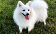 日本尖嘴犬能长多大