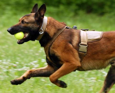 马犬是大型犬还是小型犬