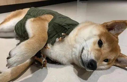 买了一件保暖背心给柴犬,一夜过后让饲主超傻眼! 买了一件保暖背心给柴犬,一夜过后让饲主超傻眼!