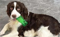 史宾格犬护主吗