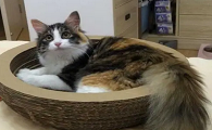 东北后院猫什么意思