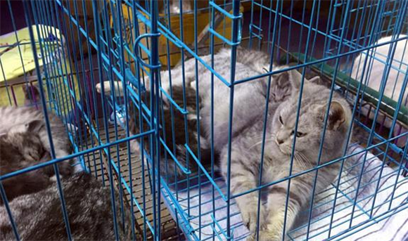 猫舍一般7天会是后院猫么 猫舍一般7天会是后院猫么