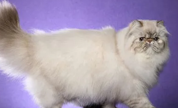 波曼猫的典型特征 波曼猫的典型特征