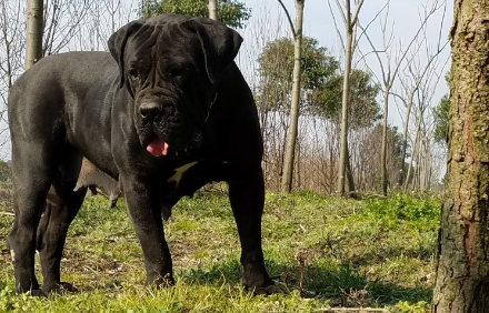南非獒犬多少钱一只 南非獒犬多少钱一只