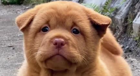白色五红犬价格及图片