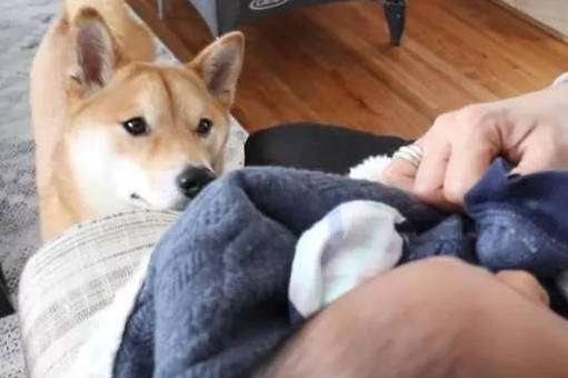 柴犬今年才3岁，却因照顾宝宝走红，主人：比我还有耐心
