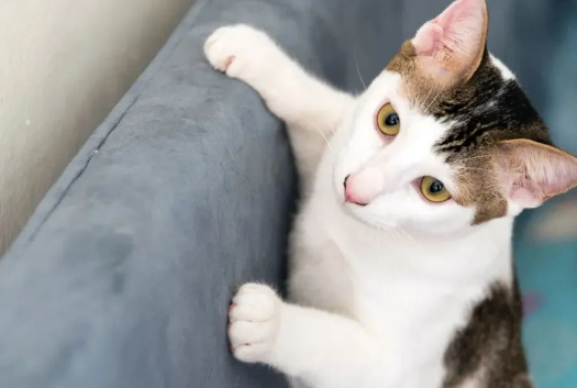 被猫抓伤，要打狂犬病疫苗吗？