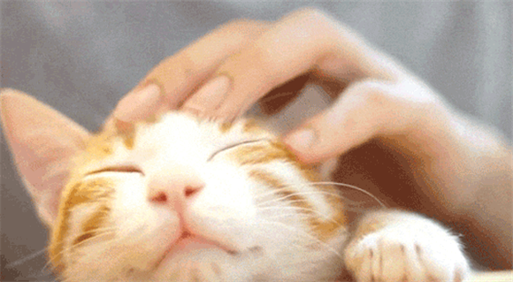 猫打呼噜就代表开心吗?这8大常见行为可能还有相反含义 猫打呼噜就代表开心吗?这8大常见行为可能还有相反含义