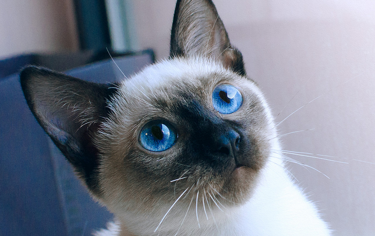 什么罗猫的品种 什么罗猫的品种