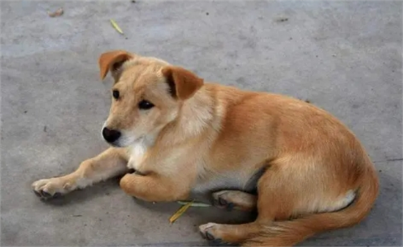 中华田园犬会灭绝吗