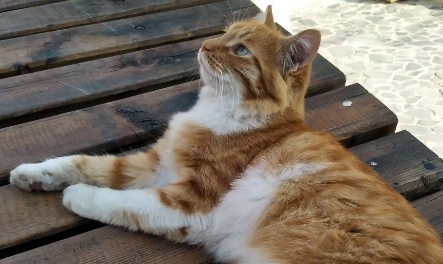 黄白两色的猫是什么品种 黄白两色的猫是什么品种