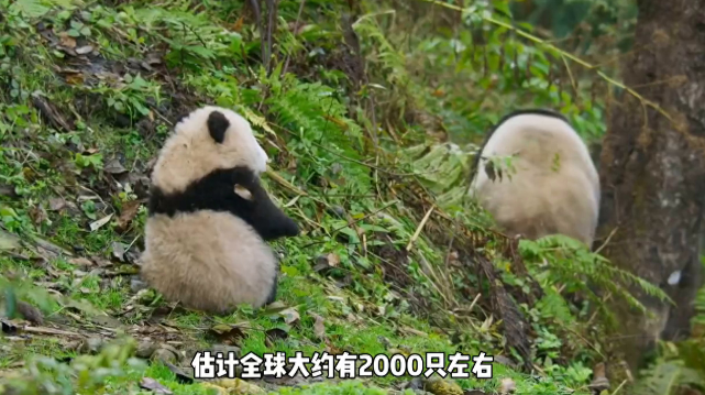 有趣的熊猫知识：大熊猫的嗅觉和听觉