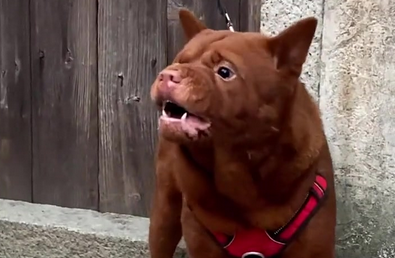 五红犬有不立耳的吗