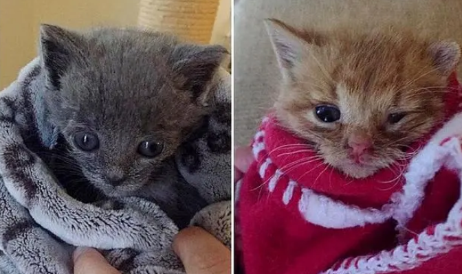 小奶猫刚1个月大，就被遗弃在路旁，猫妈妈却不知去向