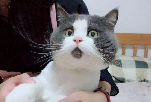惊讶猫是什么品种
