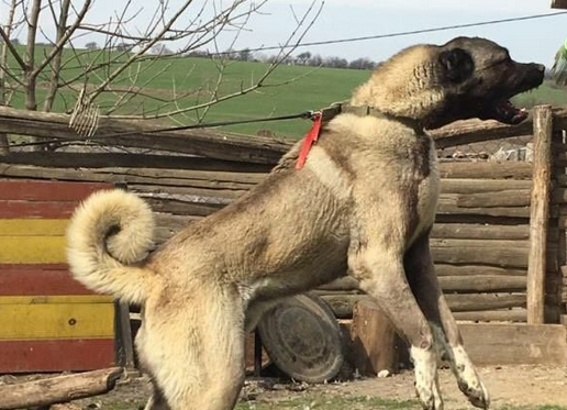 高狼犬的性格特征 高狼犬的性格特征