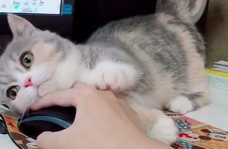 吃饭的时候,萌喵突然求抱抱?铲屎官二话不说,对猫做出这个动作