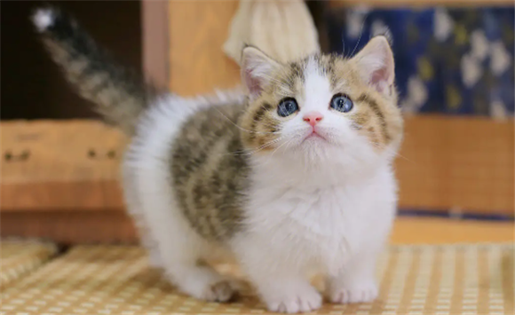 金加白长毛猫介绍文案 金加白长毛猫介绍文案