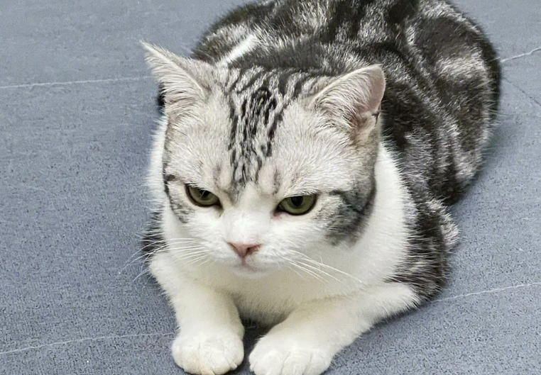 母鸡蹲猫咪是因为什么原因