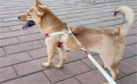 土猎犬的优点和缺点