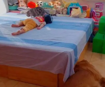 女儿猫咪一起睡在床上,狗子却只能地板上躺着 女儿猫咪一起睡在床上,狗子却只能地板上躺着