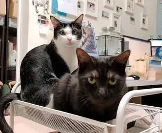 猫咪太黏人!上个厕所回来办公桌被猫占领,只留下冷冰冰的凳子 猫咪太黏人!上个厕所回来办公桌被猫占领,只留下冷冰冰的凳子