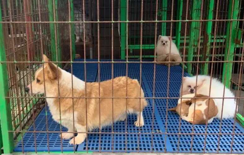 江西狗市场在哪里