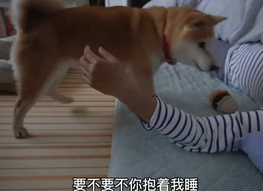 柴犬从小要主人抱着睡,主人生病后,它的行为暖心又好笑... 柴犬从小要主人抱着睡,主人生病后,它的行为暖心又好笑...