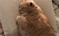 胖胖的猫是什么品种