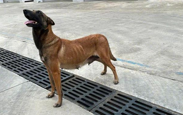 搜救犬怎么申请