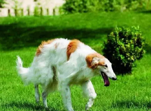 波索尔犬智商排名低 波索尔犬智商排名低