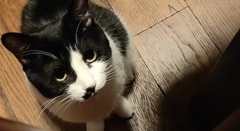 几把猫几把脸的猫高清原图