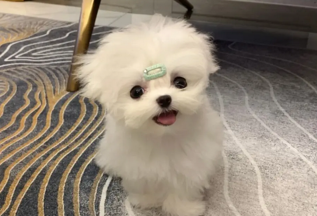 米克斯犬和马尔济斯犬 米克斯犬和马尔济斯犬
