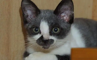 勾八猫是什么猫