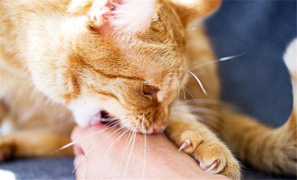 猫咪饿了会咬主人吗 猫咪饿了会咬主人吗